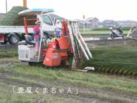 刈り取り作業