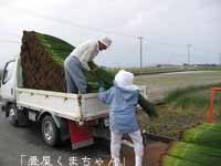 刈り取り作業