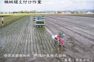 機械植え付け作業