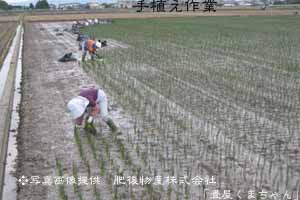 手植え作業